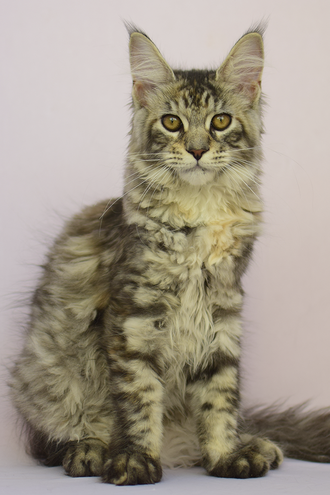 MaineCoon_Incluir Chichica